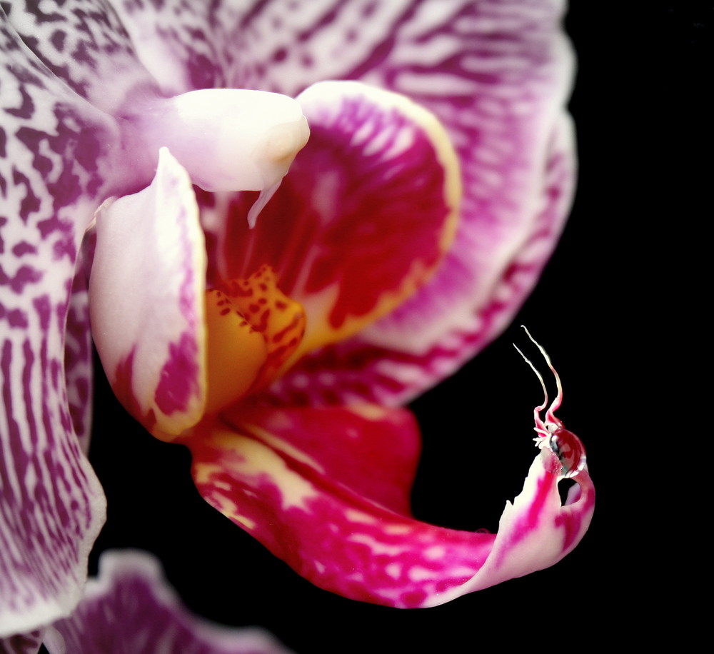Orchidee die 2.