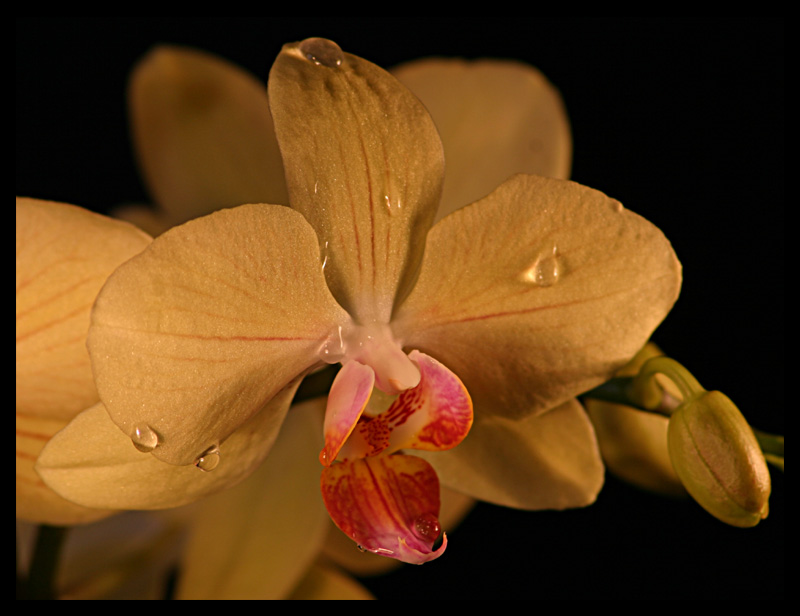 Orchidee die 2