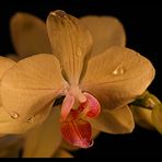 Orchidee die 2
