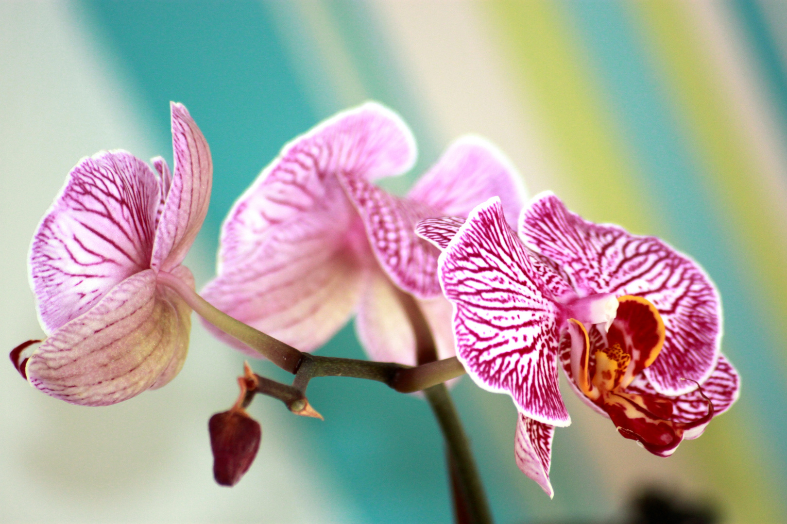Orchidee die 2.
