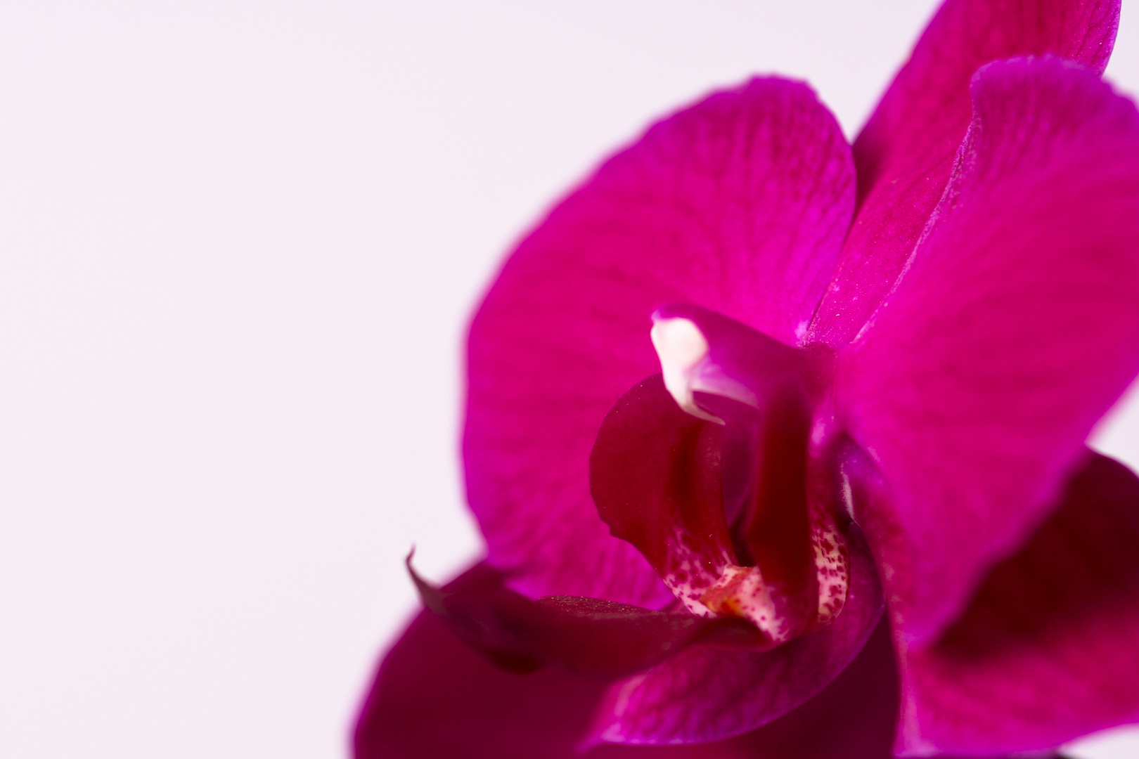 Orchidee die 2te