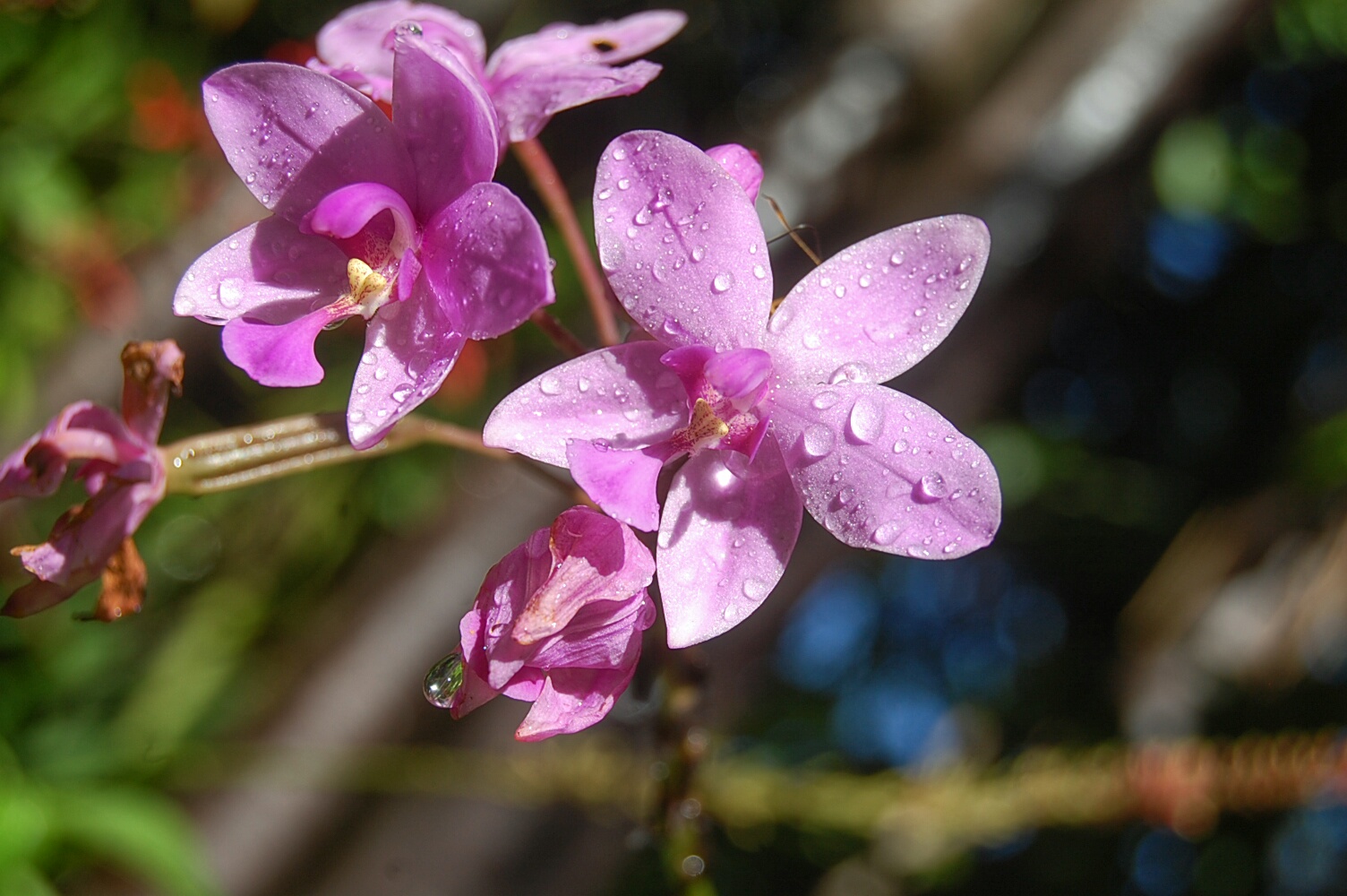 Orchidee die 2te