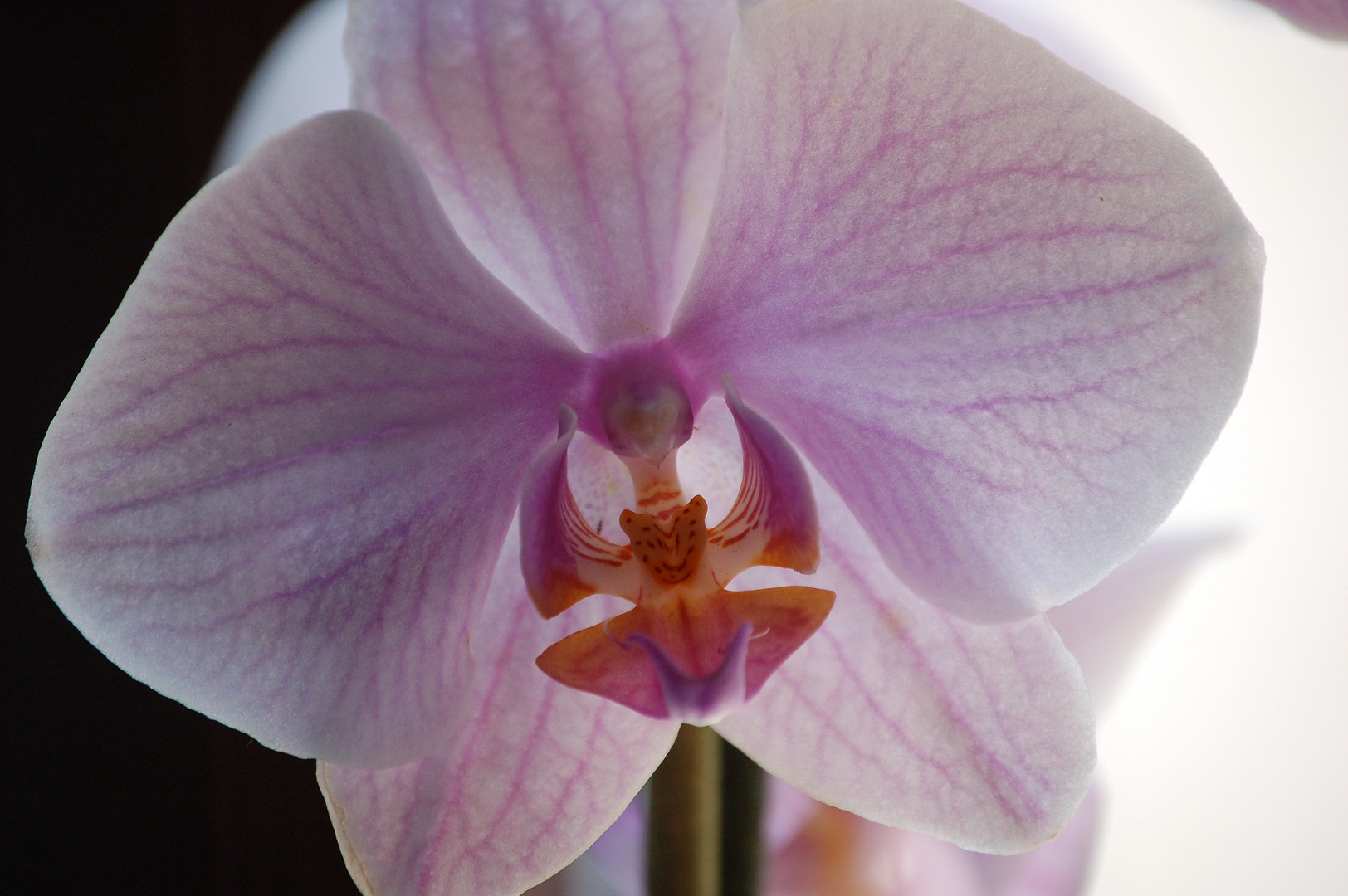 Orchidee, die 5.