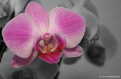 Orchidee ... die Erste
