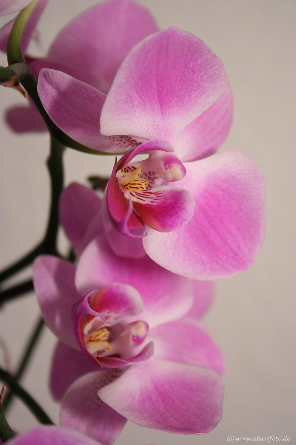 Orchidee ... die Vierte