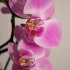 Orchidee ... die Vierte