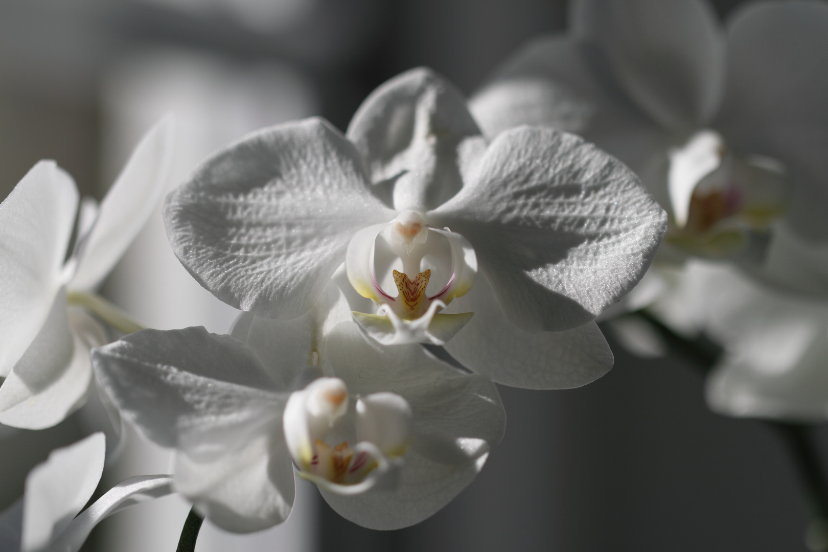 Orchidee die Zweite