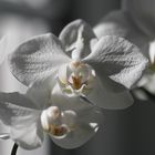 Orchidee die Zweite