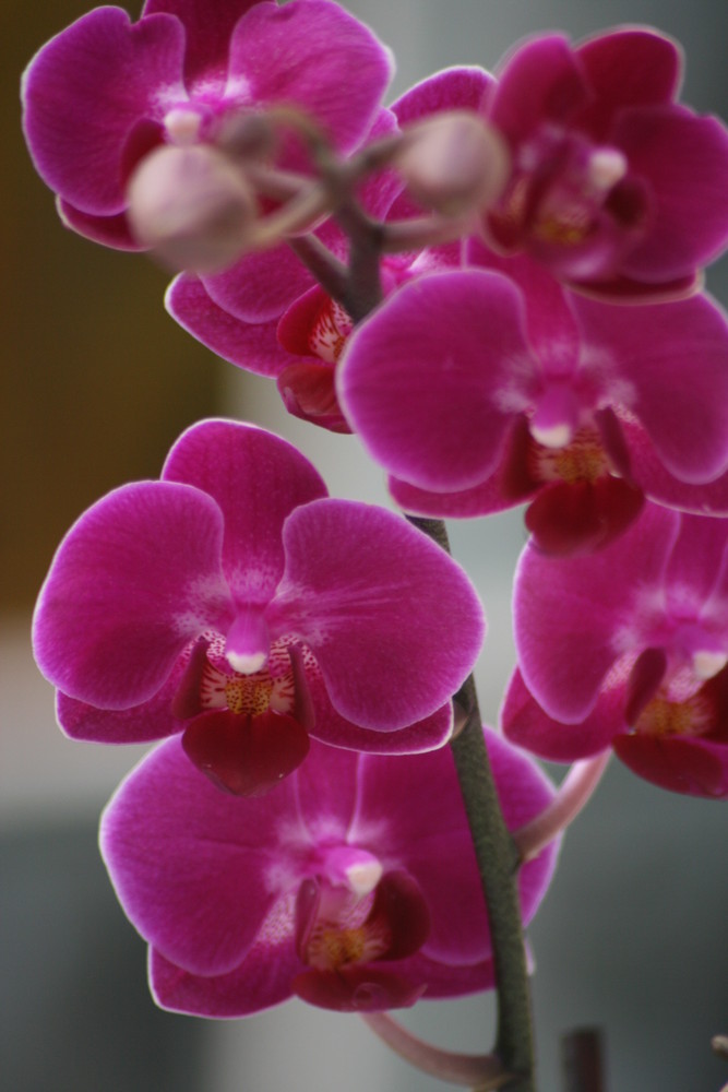 Orchidee die Zweite