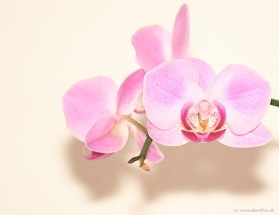 Orchidee ... die Zweite