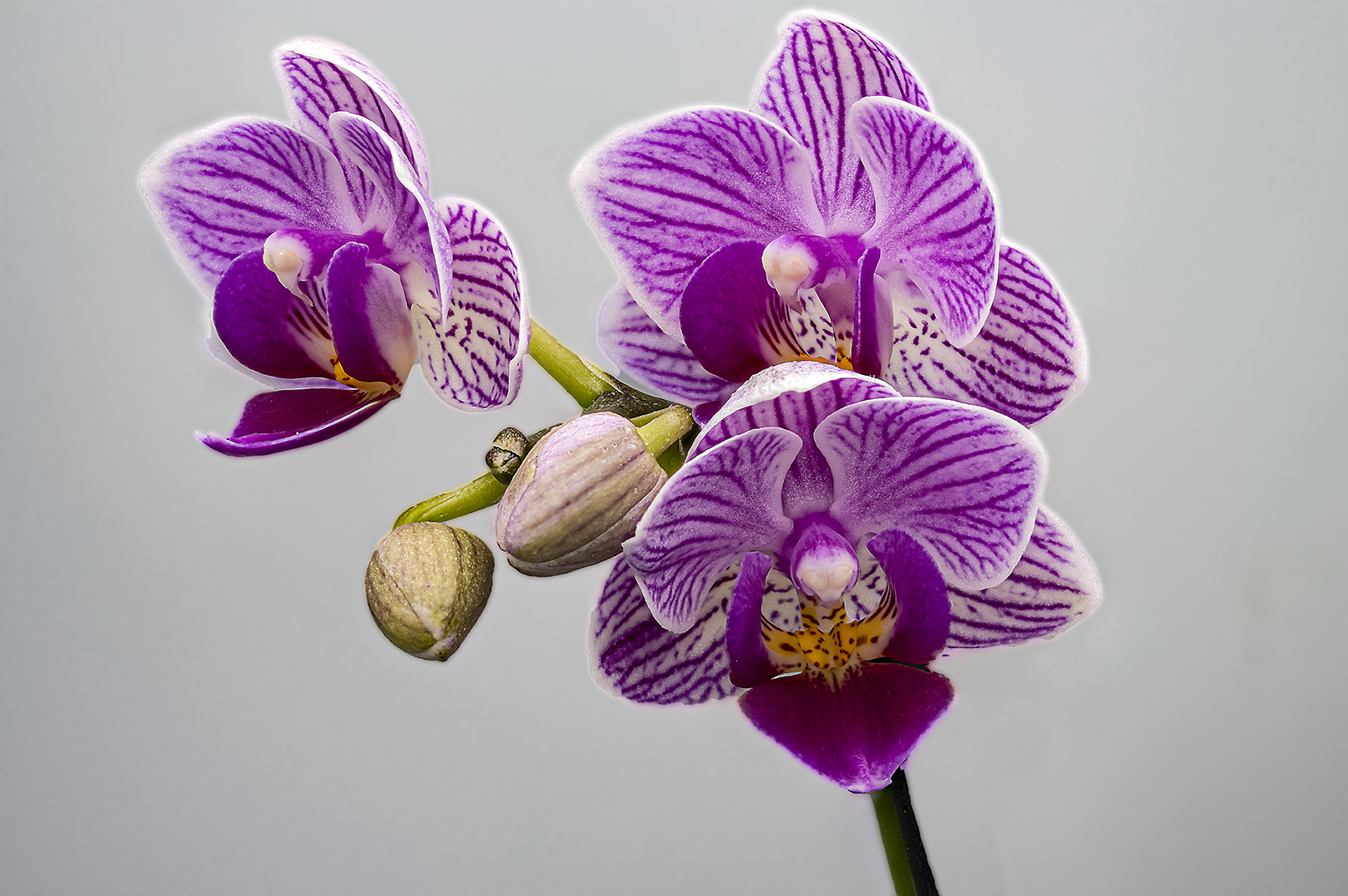 Orchidee Doritaenopsis Sogo Vivien maginata 