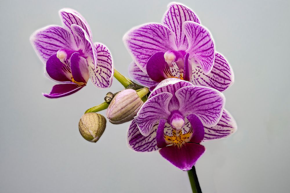 Orchidee Doritaenopsis Sogo Vivien maginata 