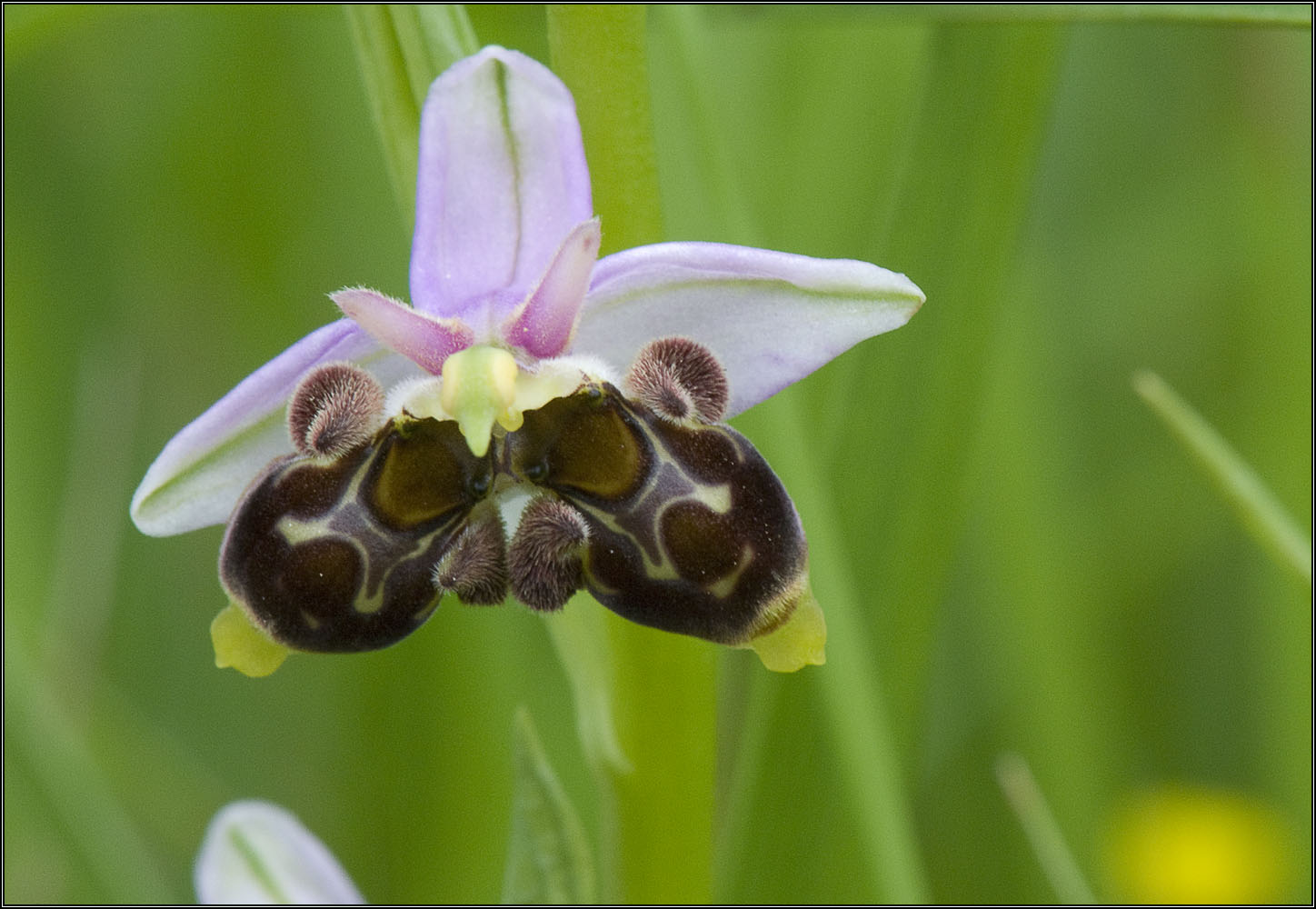 Orchidée double