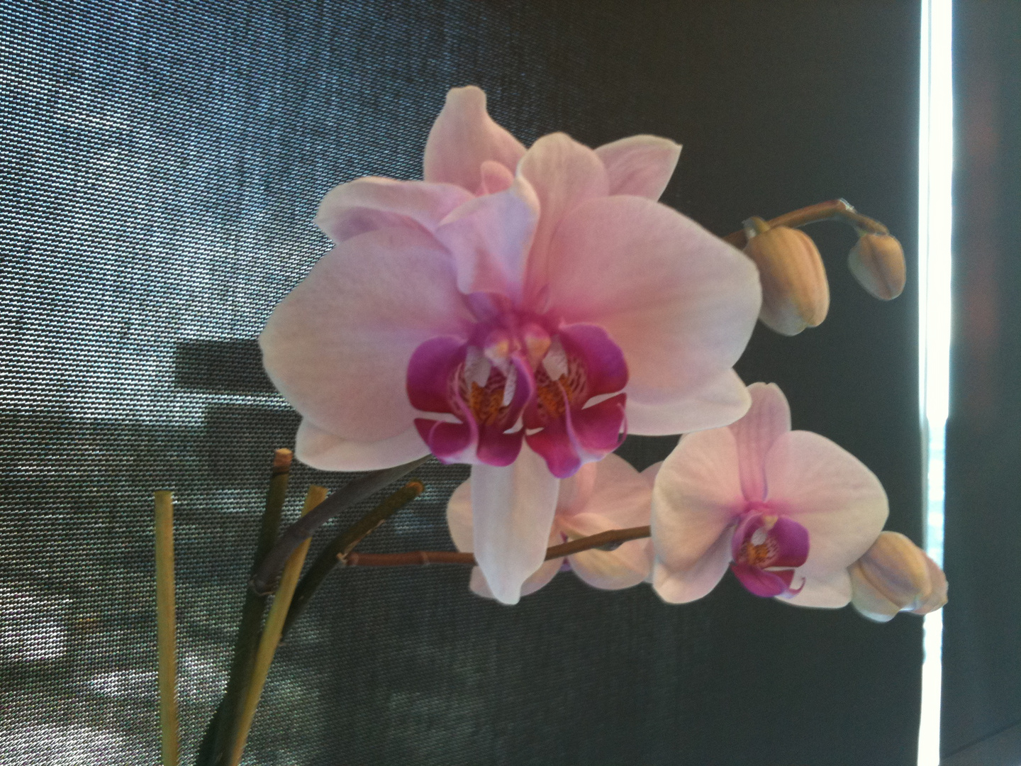 Orchidée double