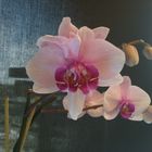 Orchidée double