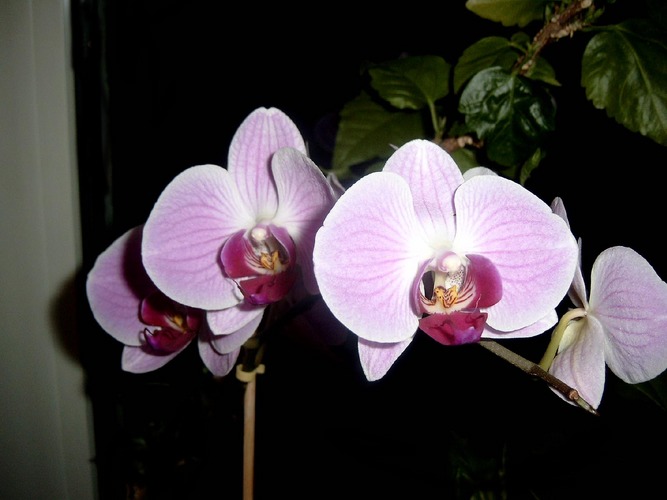 Orchidee