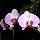 Orchidee