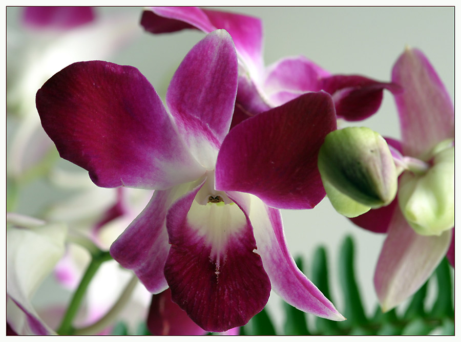 Orchidee