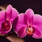 Orchidee