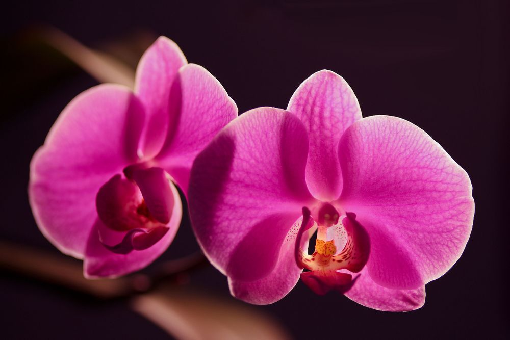 Orchidee von FLYFISHPIC. 