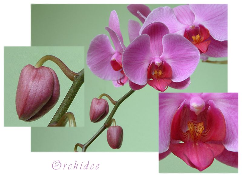 Orchidee