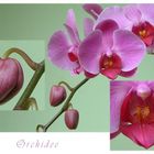 Orchidee