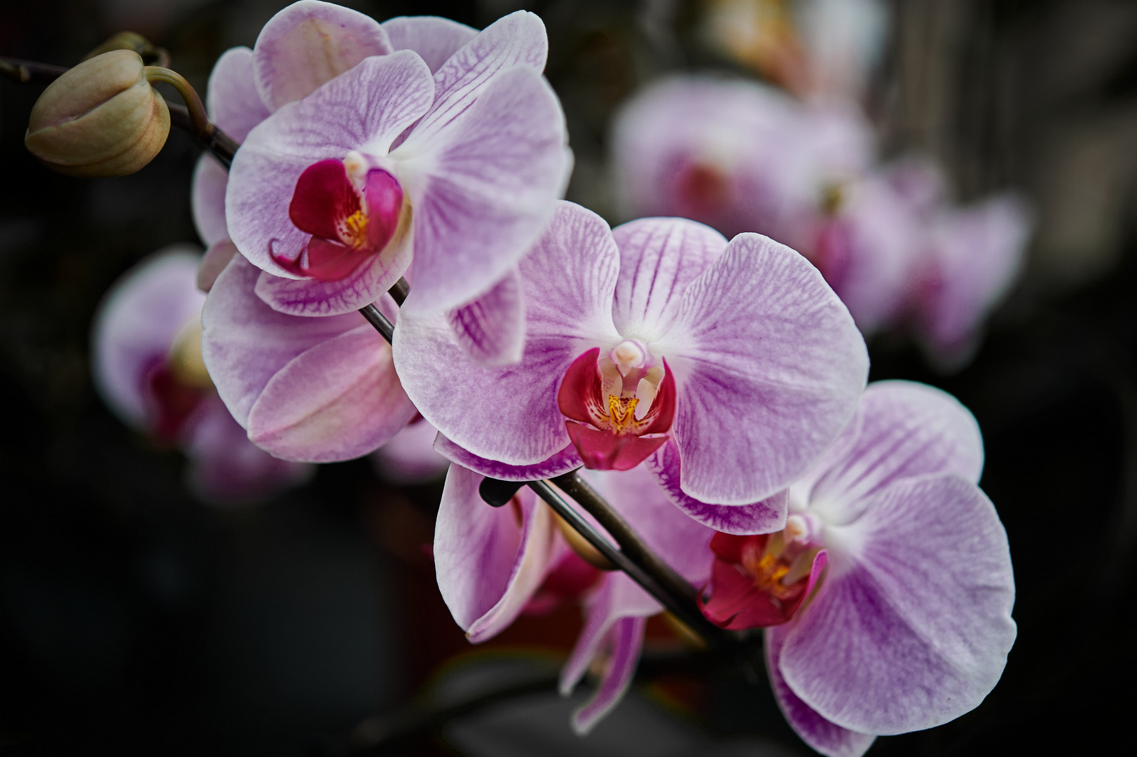  Orchidee