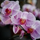  Orchidee