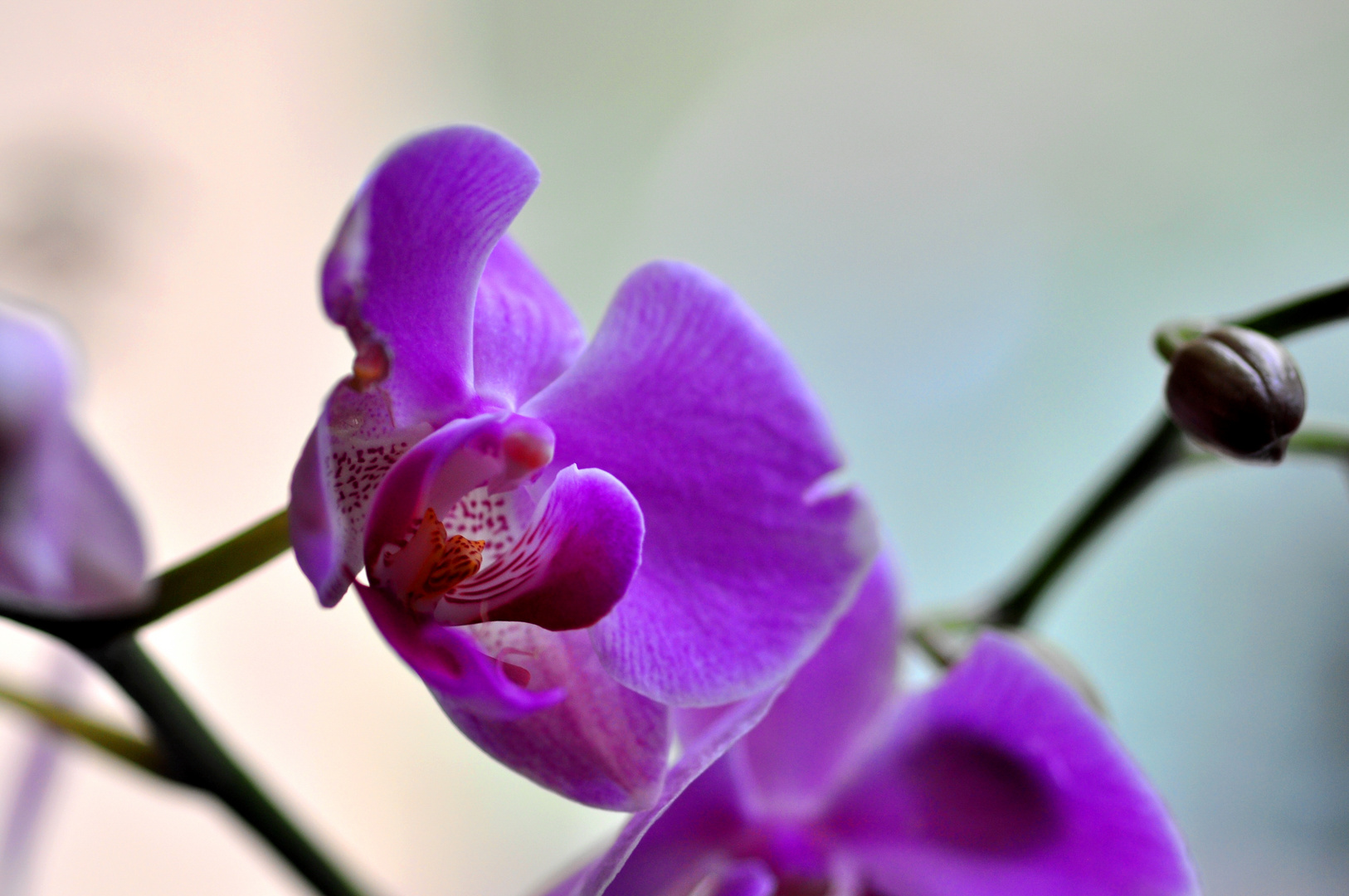 Orchidee