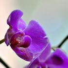 Orchidee