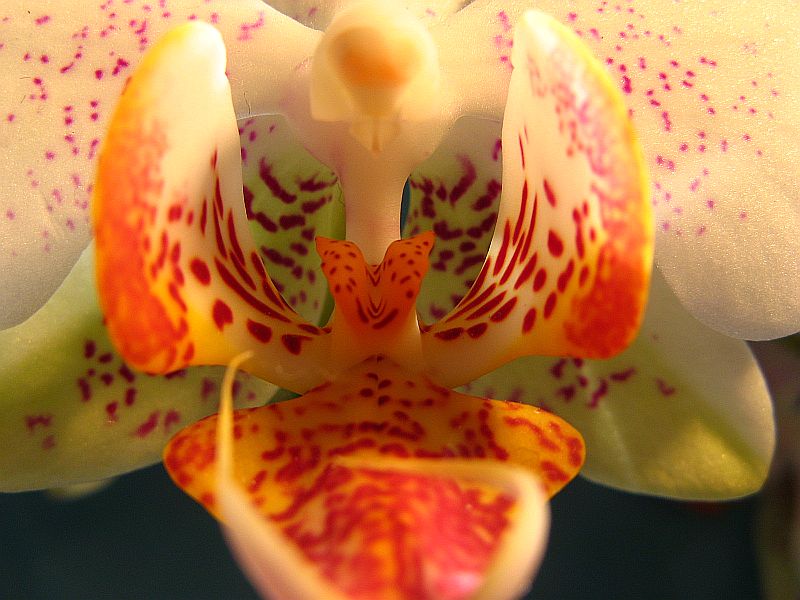 Orchidee