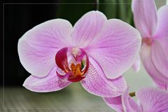 Orchidee