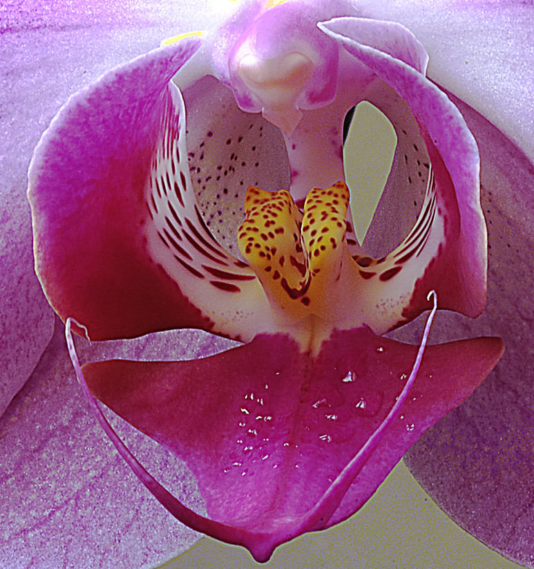 Orchidee