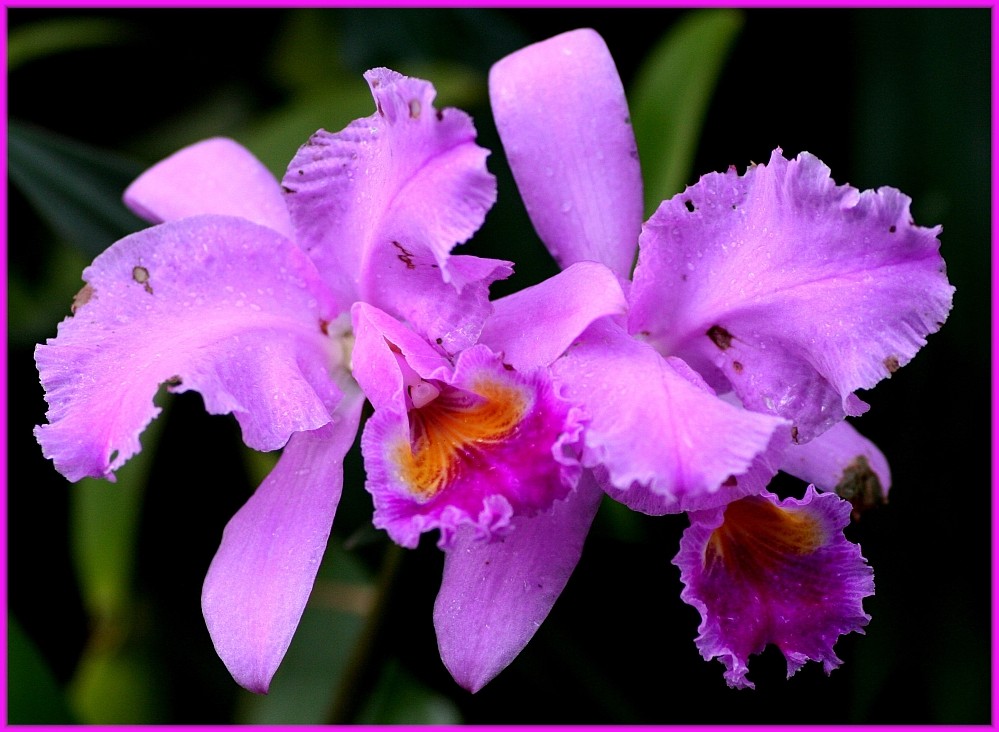 Orchidee