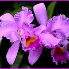 Orchidee