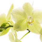 Orchidee