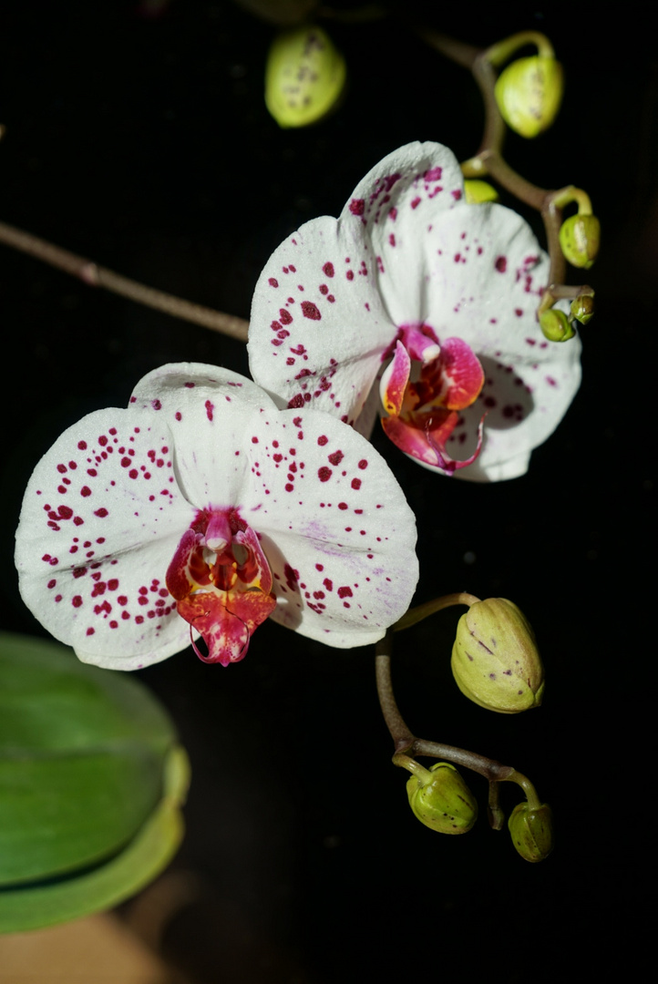 Orchidee