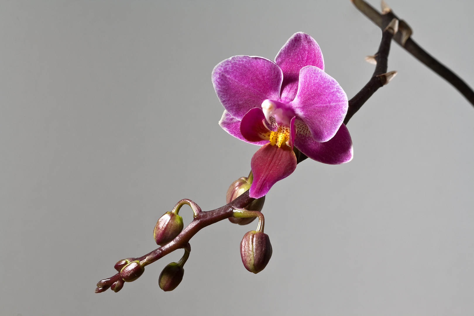 Orchidee