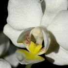 Orchidee