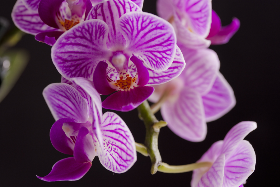 Orchidee