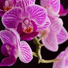 Orchidee