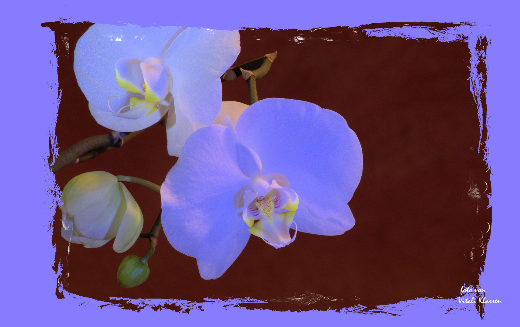 Orchidee