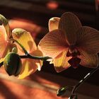 Orchidee