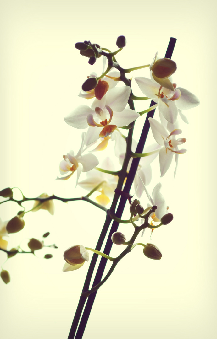 Orchidee