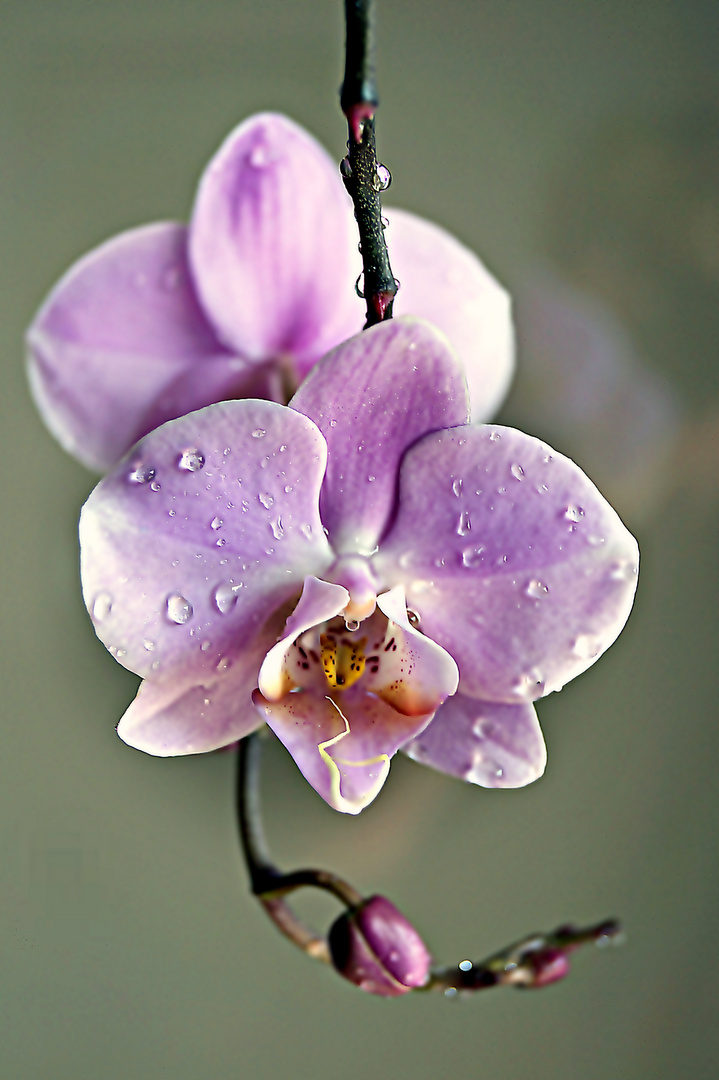 ***Orchidee***