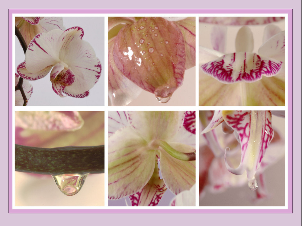 Orchidee