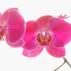 Orchidee