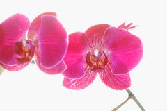 Orchidee