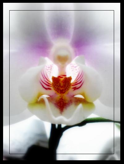 orchidee