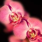 Orchidee